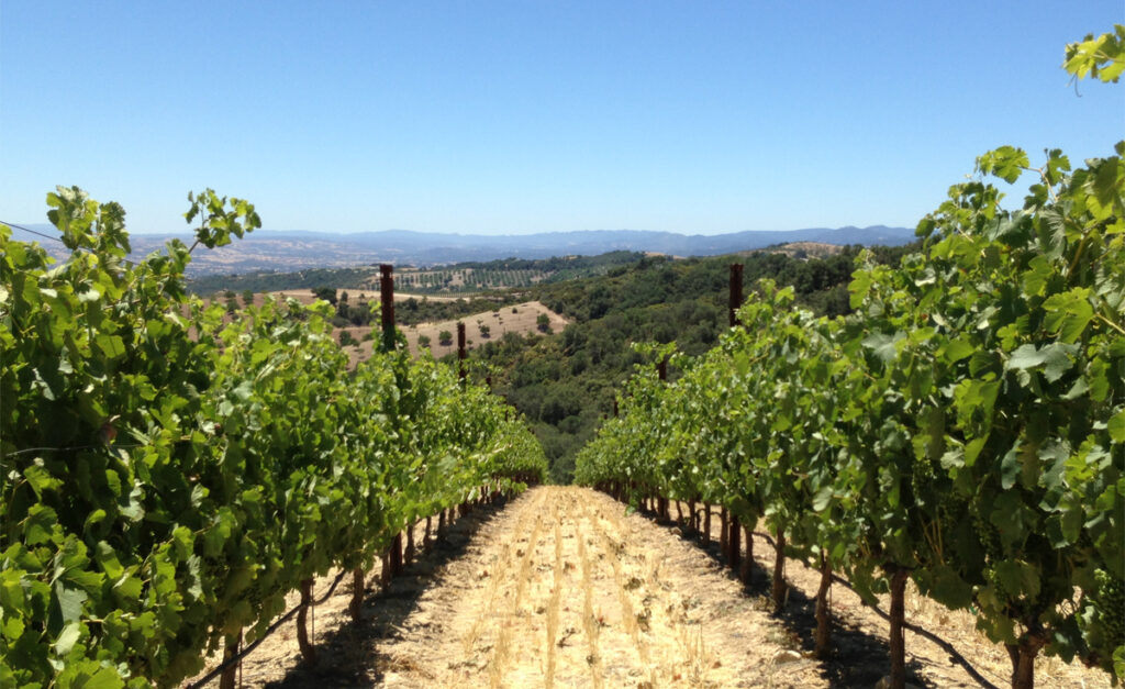 Annual Vineyard Management 