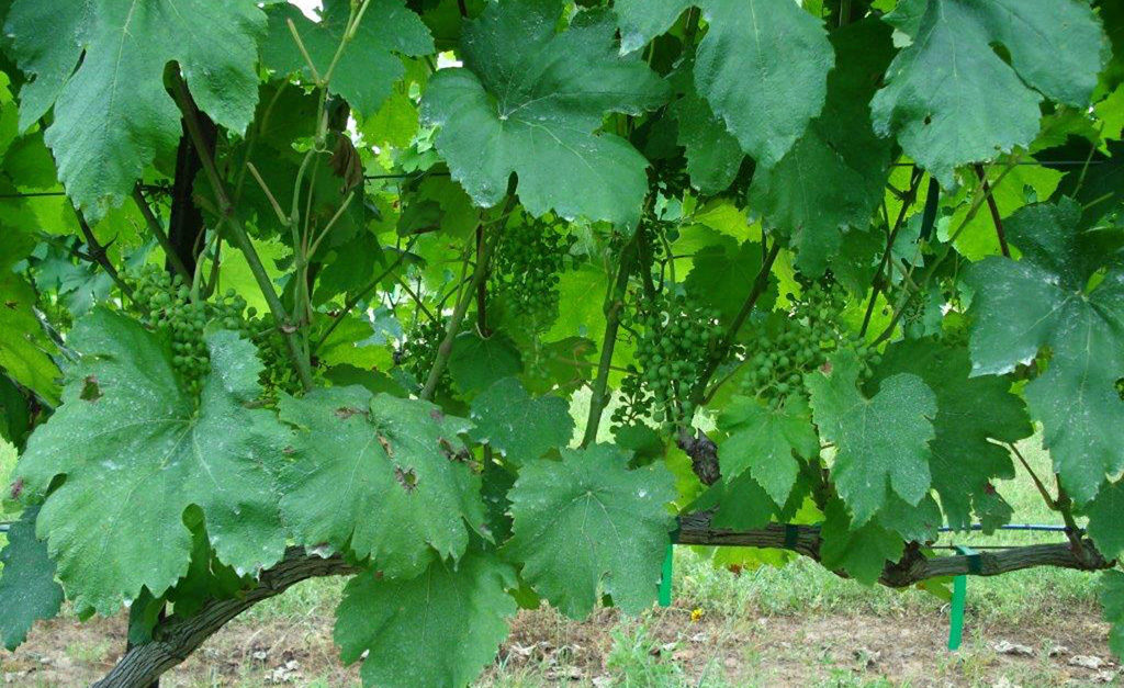 Leaf Thinning After Fruit Set | Virtual Viticulture Academy