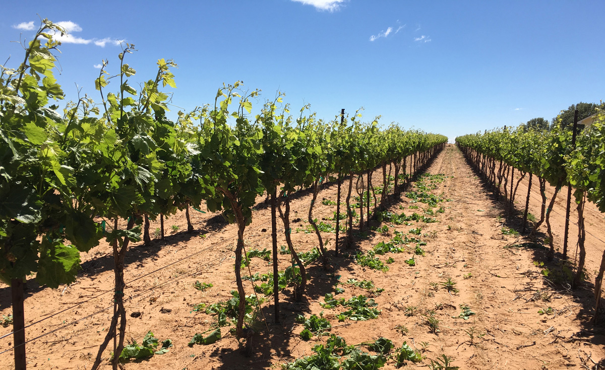 Shoot Thinning Strategies with Marco Tessari | Virtual Viticulture Academy