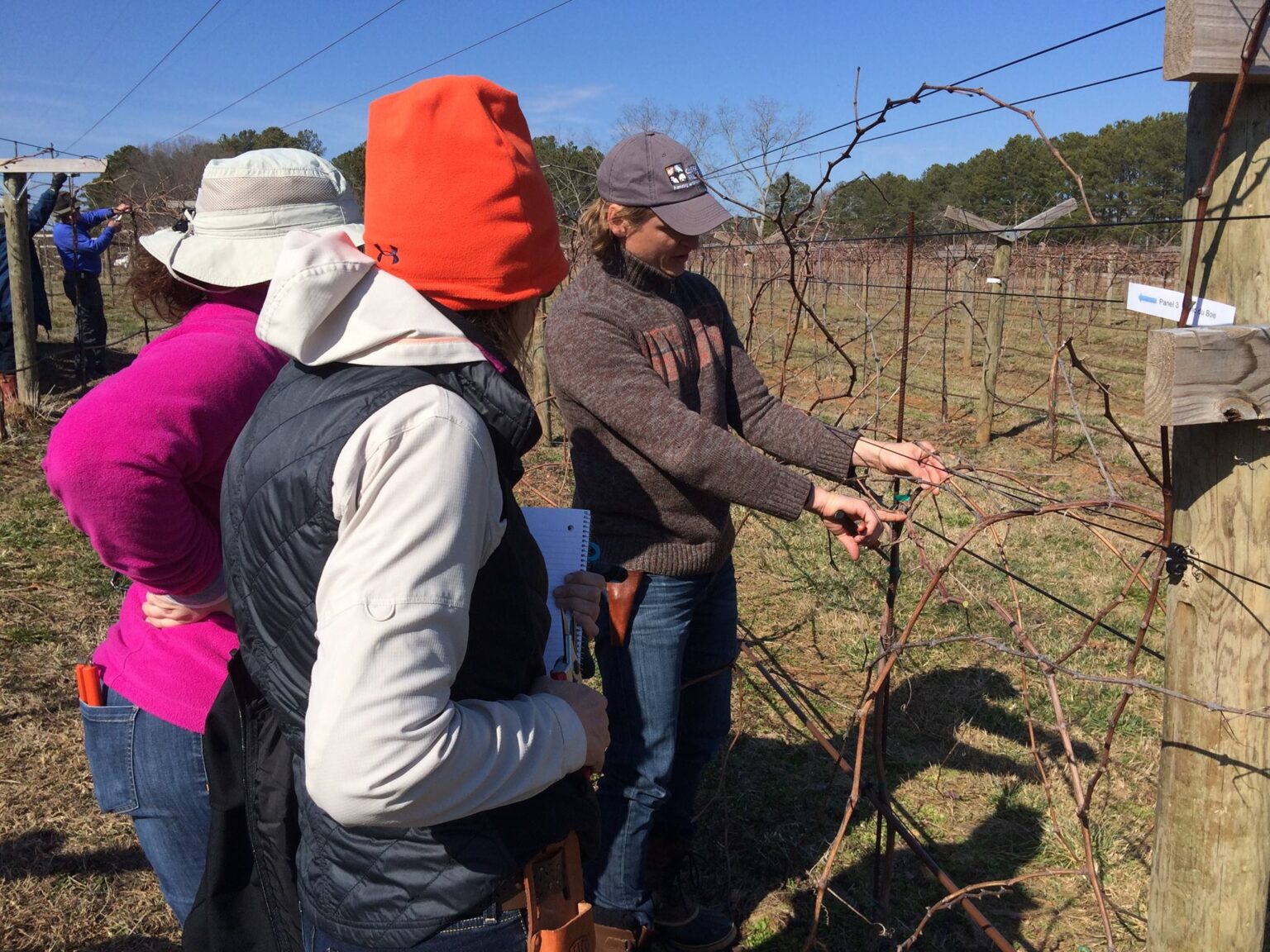 Spur Pruning Field Course 2023 GA Virtual Viticulture Academy