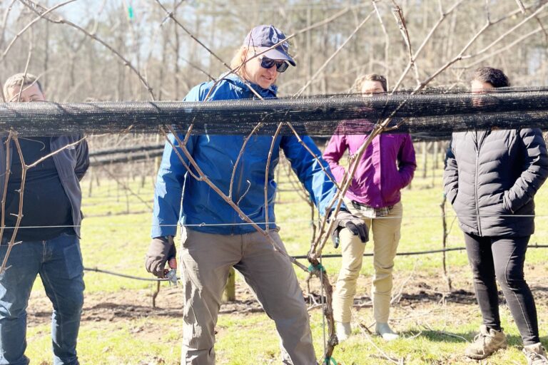 Developing Young Cane Pruned Vines (Bonus Material) | Virtual ...