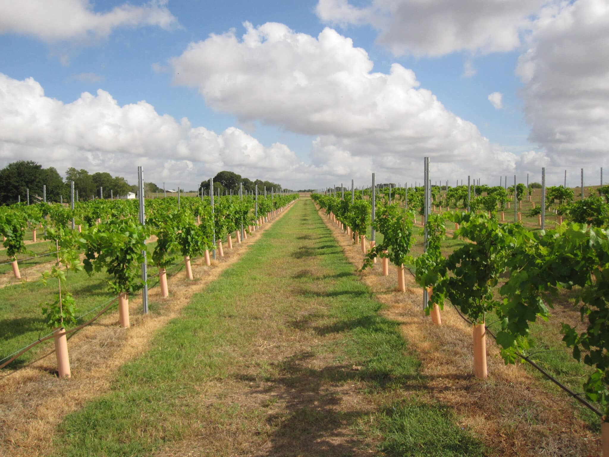 Test Course | Virtual Viticulture Academy