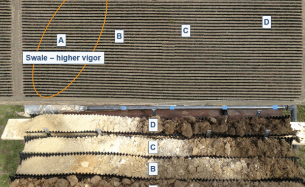 Different vineyard soils categorized into levels A, B, C, D